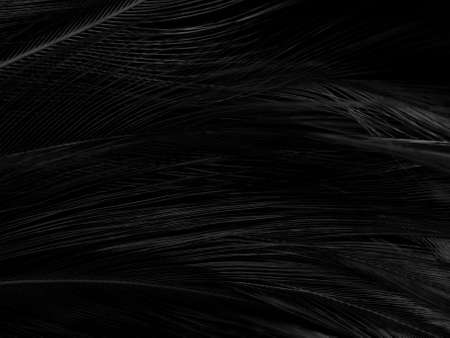 Beautiful abstract black feathers on dark background, gray feather texture on black background,...