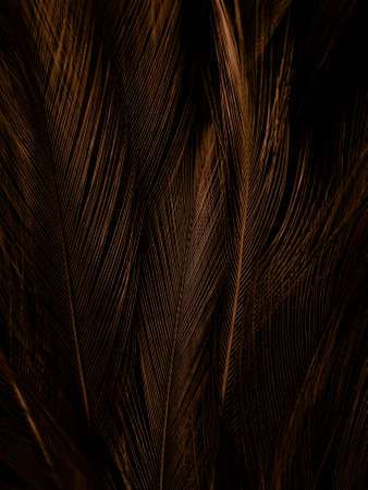Beautiful abstract orange feathers on white background, soft brown feather texture on white pattern...