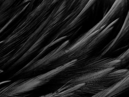 Beautiful abstract black feathers on dark background, gray feather texture on black background, white feather wallpaper, love theme, dark dayの写真素材