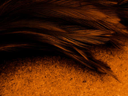 Beautiful abstract orange and yellow feathers on dark background and black gold feather texture on black and yellow background, yellow banners, love theme, valentines dayの写真素材