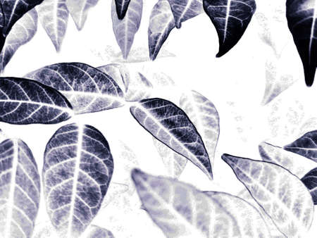 Beautiful abstract color gray and black flowers on dark background, dark leaves texture, dark...