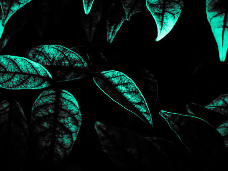 Beautiful abstract color black and green flowers on black background and dark graphic white flower...