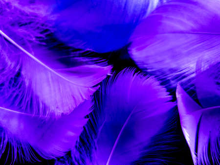 Beautiful abstract purple feathers on dark background, blue feather texture on black pattern, purple background, colorful feather wallpaper, love valentines day, dark textureの写真素材