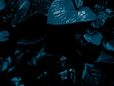 Beautiful abstract color black and blue flowers on black background and dark graphic white flower...