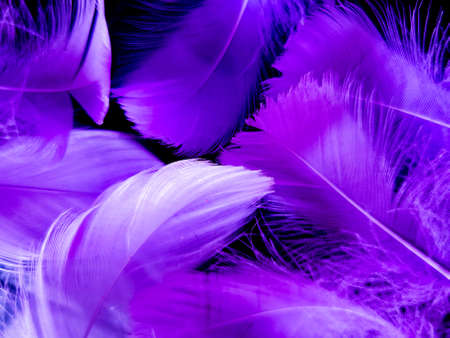 Beautiful abstract purple feathers on dark background, blue feather texture on black pattern, purple...