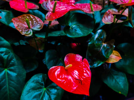 Beautiful abstract color black and green flowers on black background,red and pink flower on green...