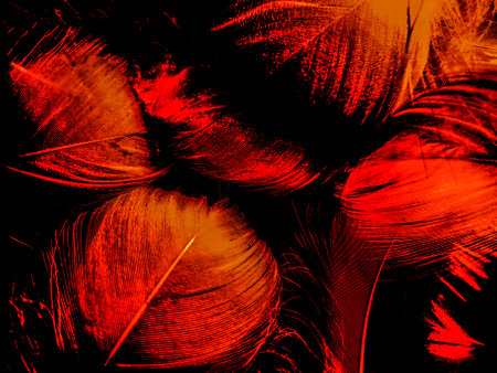 Beautiful abstract red feathers on dark background and black feather texture on red pattern and red background, pink feather wallpaper, love theme, wedding valentines dayの写真素材