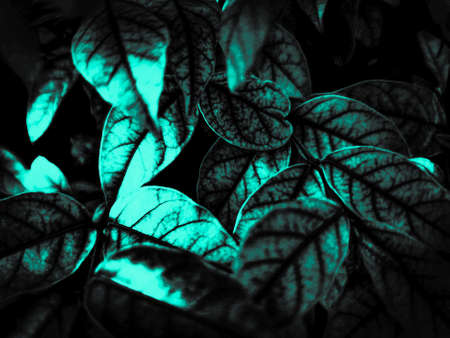 Beautiful abstract color blue and green flowers on black background, blue flower frame and green...