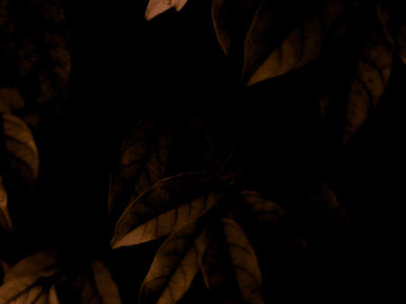 Beautiful abstract color black and yellow flowers on black background and gold flower frame and...