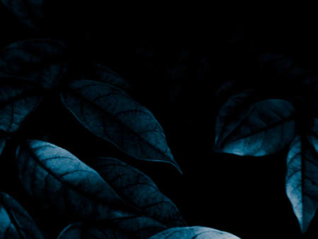 Beautiful abstract color black and blue flowers on black background and dark graphic white flower frame and blue leaves texture, blue background, colorful graphics bannerの写真素材