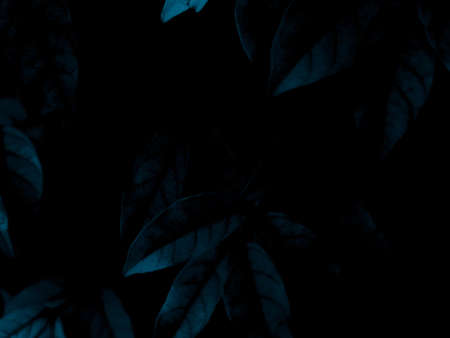 Beautiful abstract color black and blue flowers on black background and dark graphic white flower...