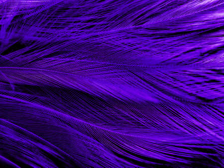 Beautiful abstract purple feathers on dark background, black feather texture on dark pattern and purple background, colorful feather wallpaper, love theme, valentines dayの写真素材