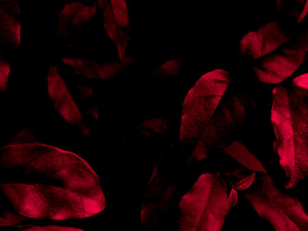 Beautiful abstract color pink and red flowers on black background and light black and pink flower frame and pink leaves texture, dark background, red banner, red wallpaperの写真素材