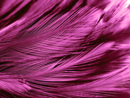 Beautiful abstract light pink feathers on white background,  white feather frame texture on pink pattern and pink background, love theme wallpaper and valentines dayの写真素材