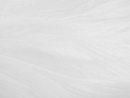 Beautiful abstract gray feathers on white background and soft white feather texture on white pattern and brown background, white texture wallpaper, love theme, valentines dayの写真素材