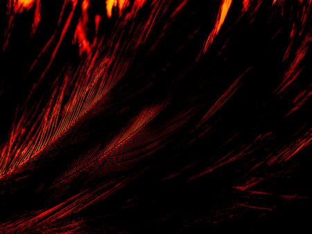 Beautiful abstract red feathers on dark background and black feather texture on red pattern and red background, pink feather wallpaper, love theme, wedding valentines dayの写真素材
