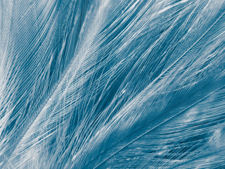 Beautiful abstract blue feathers on dark background, black feather texture on blue pattern and blue...