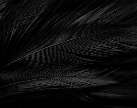 Beautiful abstract black feathers on white background and soft white feather texture on white pattern, dark theme wallpaper, gray feather background, black bannersの写真素材