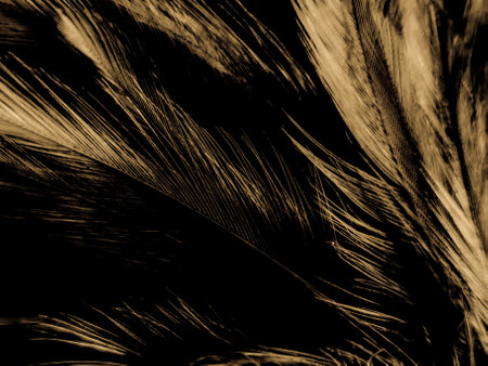 Beautiful abstract white and brown feathers on white background, soft yellow feather texture on...
