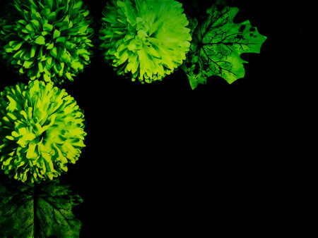 Beautiful abstract color black and green flowers on black background, light yellow flower frame,  green leaves texture, green background, valentines day, love themeの写真素材