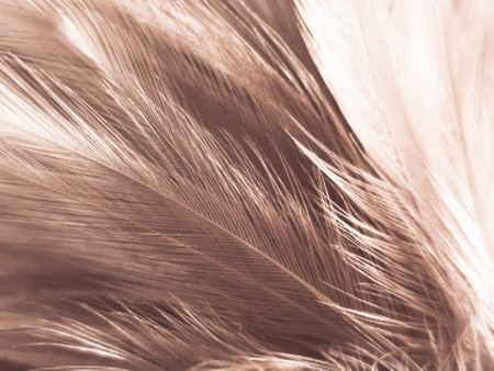 Beautiful abstract white and brown feathers on white background and soft yellow feather texture on white pattern and yellow background, feather background, gold feathers bannersの写真素材