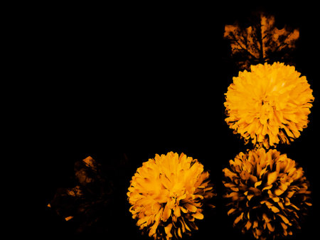 Beautiful abstract color white and yellow flowers on black background, light brown flower frame, yellow leaves texture, dark background, valentines day, love themeの写真素材