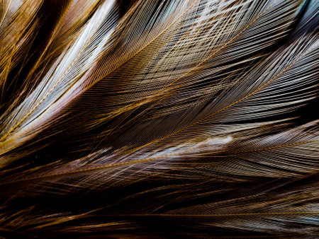 Beautiful abstract white and brown feathers on black background and soft yellow feather texture on white pattern and yellow background, feather background, gold feathers bannersの写真素材
