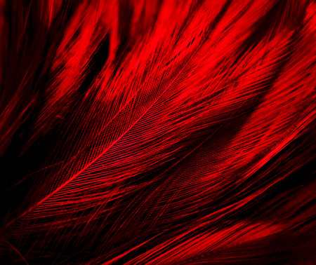 Beautiful abstract red feathers on dark background and black feather texture on red pattern and red...