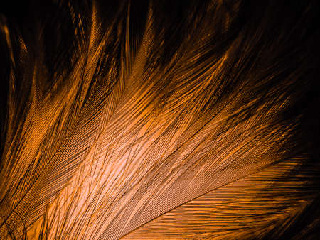 Beautiful abstract white and brown feathers on black background, soft yellow feather texture on...