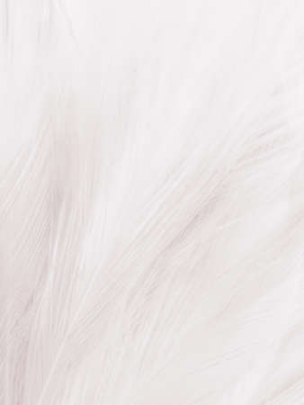 Beautiful abstract black feathers on white background and soft white feather texture on white...