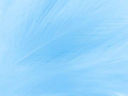 Beautiful abstract blue feathers on white background, black feather texture on blue pattern and blue background, feather wallpaper, blue banners, love theme, valentines day, soft textureの写真素材