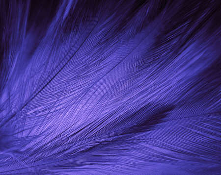 Beautiful abstract purple feathers on white background, black feather texture on dark pattern and purple background, colorful feather wallpaper, love theme, valentines dayの写真素材