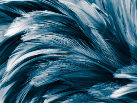 Beautiful abstract blue feathers on white background, black feather texture on blue pattern and blue background, feather wallpaper, blue texture banners, love theme, valentines dayの写真素材