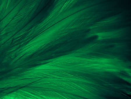 Beautiful abstract green feathers on black background, yellow feather texture on dark pattern, ...