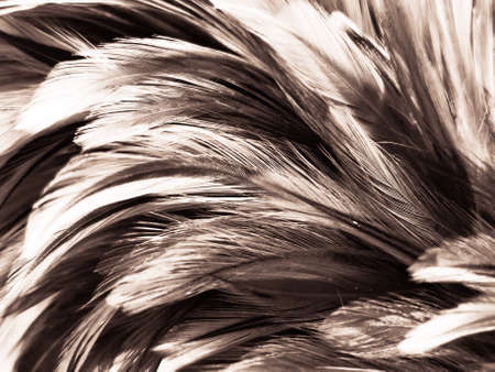 Beautiful abstract white and brown feathers on black background, soft yellow feather texture on...