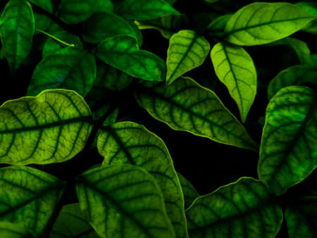 Beautiful abstract green flowers on dark background and yellow flower frame and green leaves texture, green background, dark theme, green leaves textureの写真素材