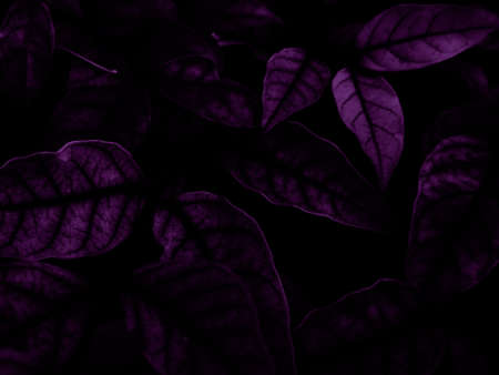 Beautiful abstract color blue and purple flowers on black background and pink graphic pink flower frame and pink leaves texture, purple background, colorful graphics banner, pink backgroundの写真素材