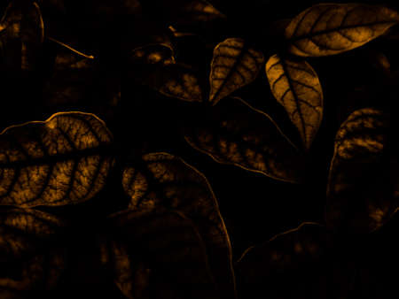 Beautiful abstract color black and yellow flowers on black background and gold flower frame and brown leaves texture, dark background, orange and gold love banner, brown and yellow backgroundの写真素材