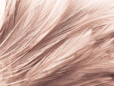 Beautiful abstract orange and white feathers on white background, soft brown feather texture on white pattern background, yellow feather background, light brown textureの写真素材