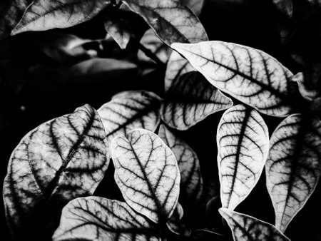 Beautiful abstract color gray and black flowers on dark background, dark leaves texture, dark background, colorful graphics banner, white leaves, black leaves textureの写真素材