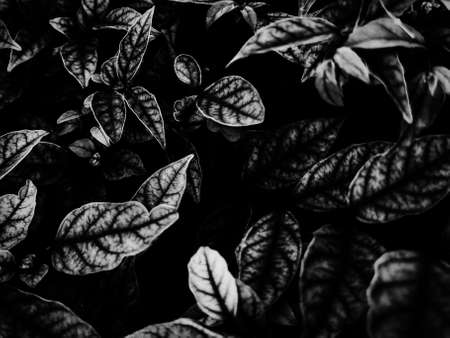Beautiful abstract color gray and black flowers on dark background, dark leaves texture, dark background, colorful graphics banner, white leaves, black leaves textureの写真素材