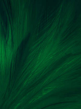 Beautiful abstract green feathers on black background, yellow feather texture on dark pattern,  green background, feather wallpaper, love theme, valentines day, dark textureの写真素材