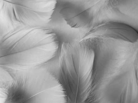 Beautiful abstract black feathers on white background and soft white feather texture on white texture pattern, dark theme wallpaper, gray feather background, gray banners, white gradientの写真素材