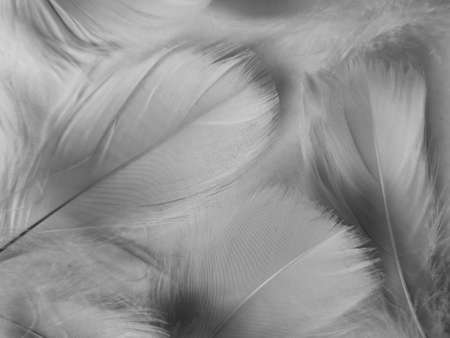 Beautiful abstract black feathers on white background and soft white feather texture on white texture pattern, dark theme wallpaper, gray feather background, gray banners, white gradientの写真素材