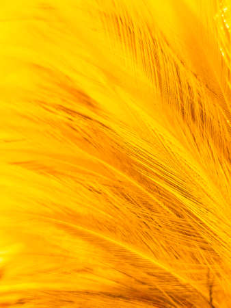 Beautiful abstract white and brown feathers on white background and soft yellow feather texture on white pattern and yellow background, feather background, gold feathers banners, brown textureの写真素材