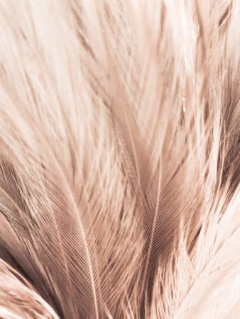 Beautiful abstract white and brown feathers on white background and soft yellow feather texture on...