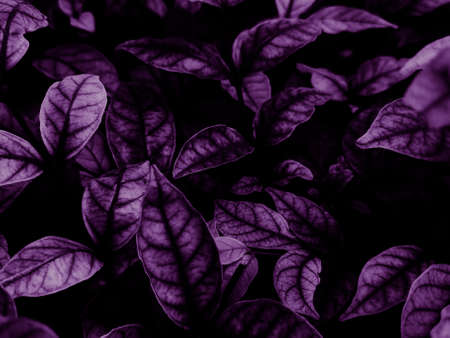 Beautiful abstract color blue and purple flowers on black background and pink graphic pink flower frame and pink leaves texture, purple background, colorful graphics banner, pink backgroundの写真素材