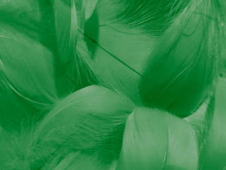Beautiful abstract green feathers on white background, yellow feather texture on dark pattern,  green background, feather wallpaper, love theme, valentines day, green gradient textureの写真素材