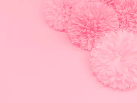 Beautiful abstract color red flowers on white background, light pink flower frame, pink leaves texture, gray background, valentines day, love theme, pink texture, white gradientの写真素材