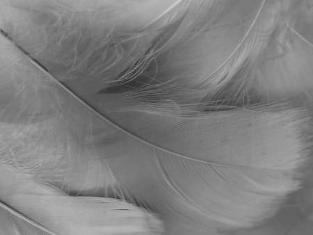 Beautiful abstract black feathers on white background and soft white feather texture on white texture pattern, dark theme wallpaper, gray feather background, gray banners, white gradientの写真素材